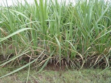 Genotools_Indian sugarcane field.jpg